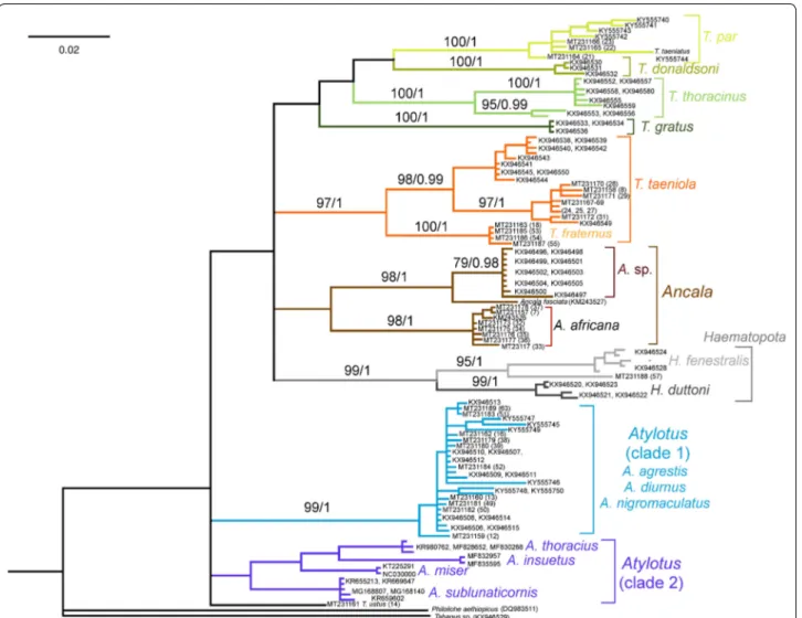 Fig. 2  A consensus phylogram constructed in a Bayesian inference analysis using the Tabanidae cox1 data