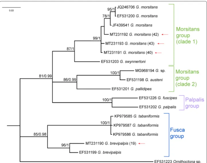 Fig. 3  A consensus phylogram recovered from a MrBayes analysis using the Glossinidae cox1 data