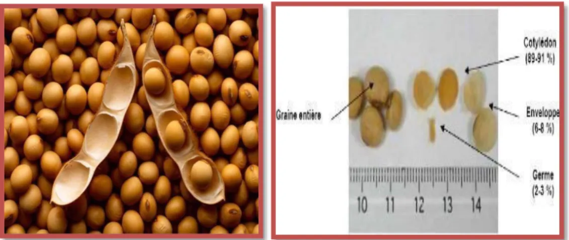Figure 1: Description macroscopique des graines de soja (HUBERT, 2006). 