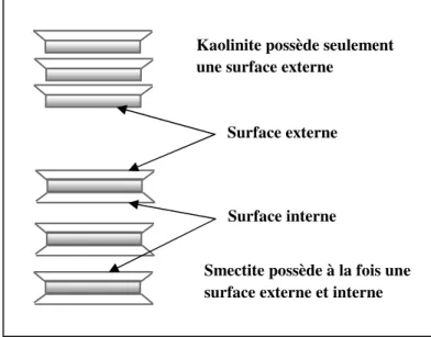 Tableau I-4 : Valeurs de la surface spécifique de quelques familles argileuses [28]. 