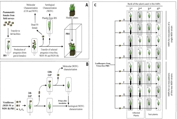 Figure 1. Schematic representation of the process applied to the field collected Psammotettix leafhoppers and of experimental procedures