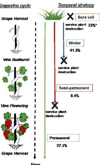 Figure 6. Temporal typology of the service plant strategies. On the left, the timeline presents the main grapevine  vegetative periods