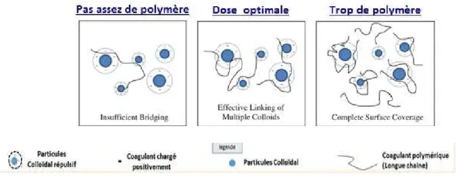 Figure 1.7: Floculation par adsorption et pontage [Choy et al.2015]. 