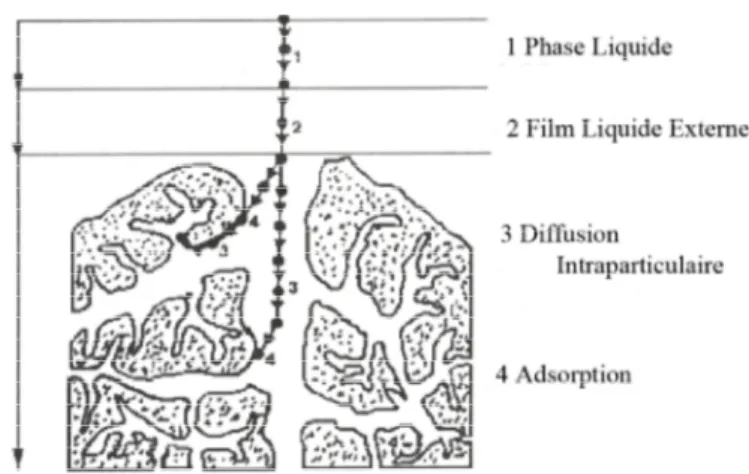 Figure II.1 : Domaines d’existence d’un soluté lors de l’adsorption sur un matériau   microporeux [5] 