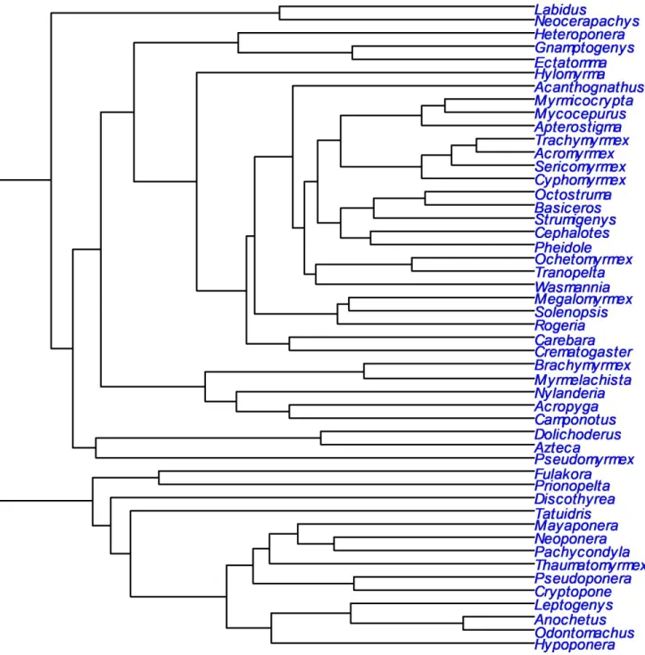 FIGURE S1. Phylogenetic tree of ant genera collected along Mont Itoupé.