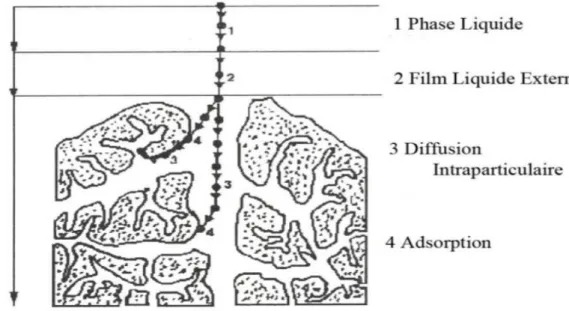 Figure I.1 : Domaines d’existence d’un soluté lors de l’adsorption sur un matériau  microporeux