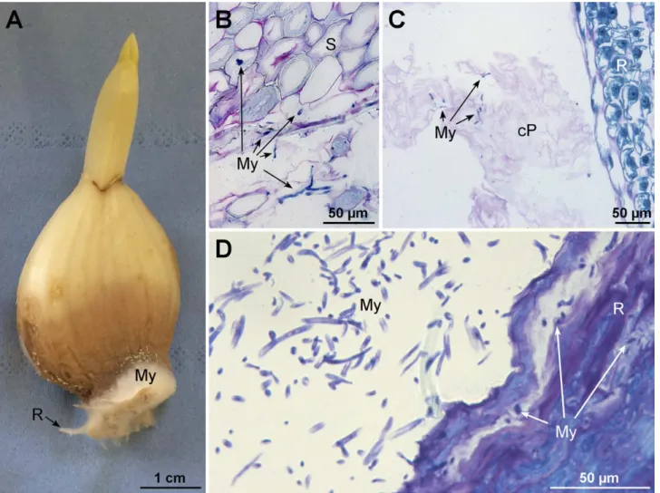 Figure 3. Morphology and cytohistological aspects of Fusarium proliferatum infected garlic cloves 48–72 h post inoculation