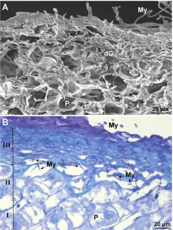 Figure 4. Histopathological effects of Fusarium  proliferatum  on  infected clove tissues