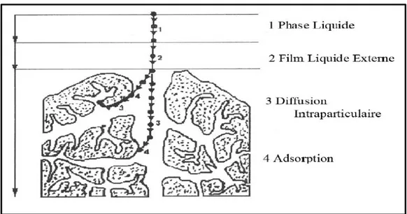 Figure 2: Domaines d’existence d’un soluté lors de l’adsorption sur un matériau microporeux  (WEEBER ET SMITH, 1987) 