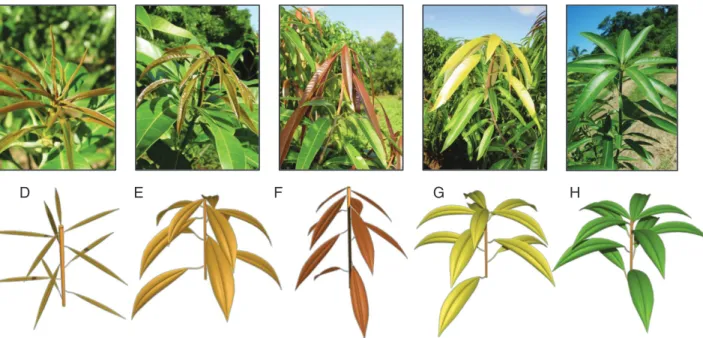 Fig. 1.  Observed and simulated phenological stages D (appearance of the axis), E (laminas half-opened starting to hang down), F (laminas totally opened hanging  limply), G (leaves becoming rigid and moving upward) and H (mature growth unit) of the mango g