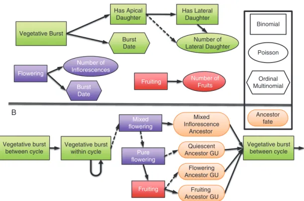 Fig. 3.  Stochastic automaton applied to each terminal growth unit (GU) to simulate the development of mango tree architecture and mango fruit production as  directed graphs with nodes representing the different elementary developmental processes