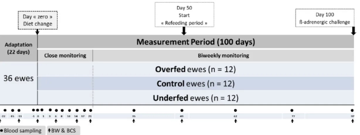 Figure 1. Schematic representation of the experimental design. The distribution of experimental ewes  (n = 36) subjected to three planes of nutrition and the body weight (n = 11), blood (n = 18) sampling  points and a final ß-adrenergic challenge is illust