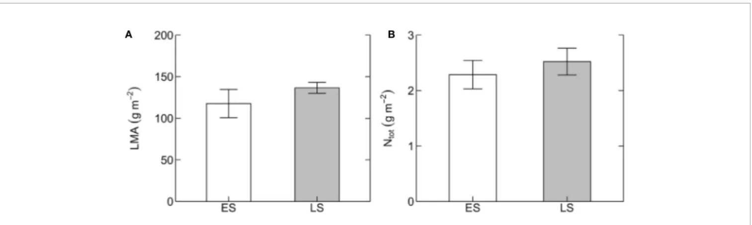 FIGURE 3 | Leaf structural and chemical traits. (A) Leaf mass per unit leaf area (LMA, g m -2 ) and (B) area-based total leaf nitrogen content (N tot , g m -2 ) in early- early-successional (ES, white) and late-early-successional (LS, gray) tree species in
