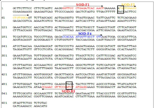 Fig: 2. Sequence alignment and oligonucleotidic primers designed for delimiting highly conserved regions within  SOD-coding DNA sequences 