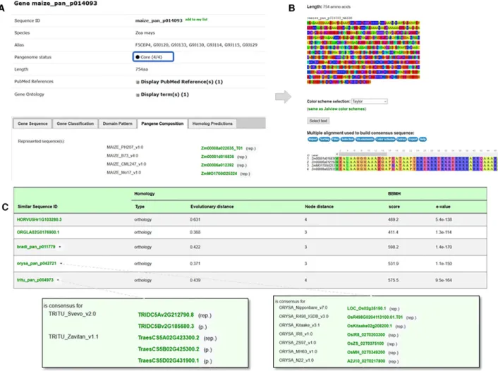 Figure 3. Example of a pangene page (i.e. maize pan p014093) member of the U2 auxiliary factor small subunit gene family (GP001047)
