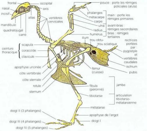 Figure 3 : Squelette de la poule (villate D,2002 ) 4. L’appareil respiratoire :