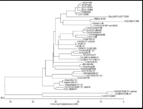 Figure 11 : Analyses phylogénétiques des souches de BI à partir d’un séquençage du gène S1 (d’après Smati et al ; 2002)