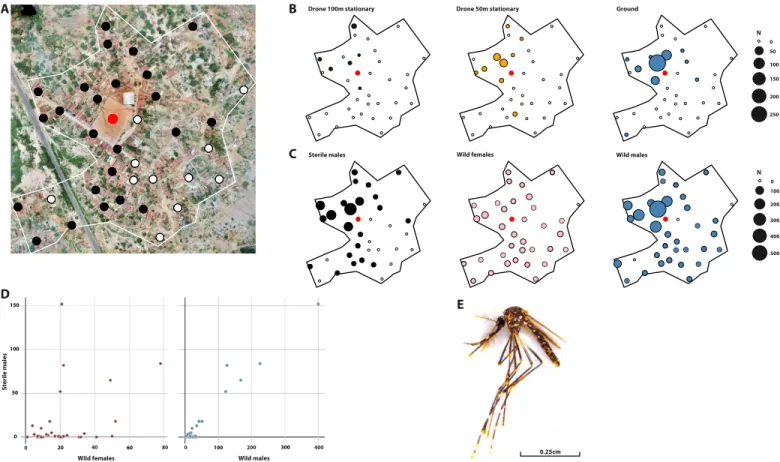 Fig. 3. Results of an MRR experiment in Carnaíba do Sertão, Brazil. (A) Map of the monitoring system using BG monitoring TM traps (Biogents, Germany) deployed  from 20 March to 11 April 2018