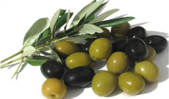 Figure 05: différentes coupes du fruit d’olive (anonyme, 2018).