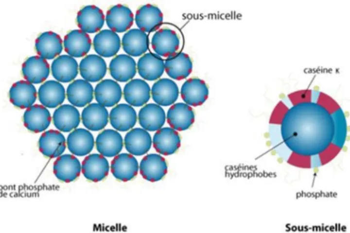Figure 3 : Micelle de caséine et sous micelle de caséine. [21] 
