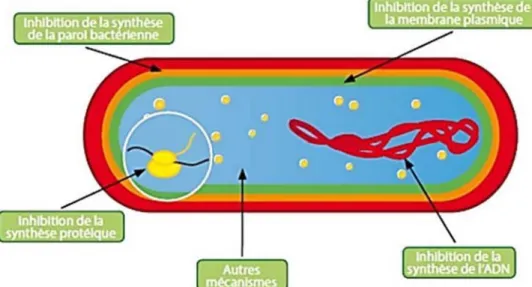 Figure 5 : Mode d’action des antibiotiques sur une bactérie [44]. 