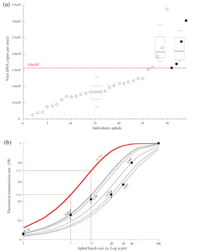 Fig. 4. Transmission rate of ALCV by A. craccivora individuals and relationship with their viral amount (a) and the number of individuals  per test plant (b)