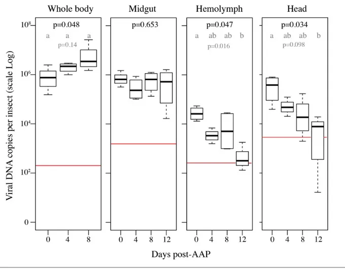 Fig. 6. ALCV persistence in A. craccivora cellular compartments. The box- plots show the amount of ALCV DNA in whole bodies, midguts,  haemolymph and heads of aphids following a 3- day AAP on ALCV- infected broad bean plants (D0), and after three sequentia