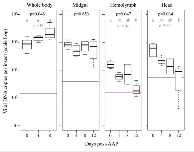Fig. 6. ALCV persistence in A. craccivora cellular compartments. The box- plots show the amount of ALCV DNA in whole bodies, midguts,  haemolymph and heads of aphids following a 3- day AAP on ALCV- infected broad bean plants (D0), and after three sequentia