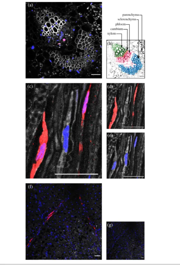 Fig. 1. Histological localization of ALCV DNA in plant tissues by FISH. The ALCV- specific DNA probe is labelled with red Alexa (568)  fluorochrome
