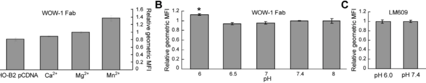 Figure 4. Flow cytometry measurements demonstrate increased level of activated a v b 3 on live cell surfaces after exposure to acidic extracellular pH