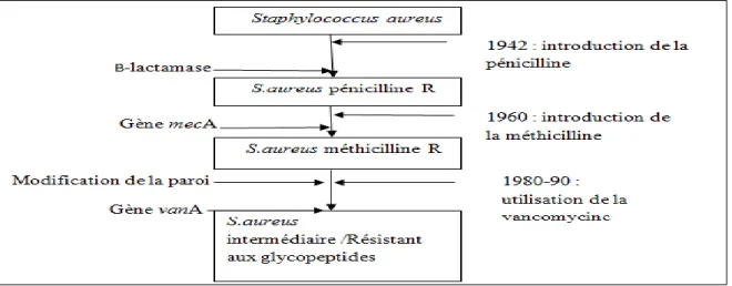 Figure 6: Historique d'apparition des résistances aux antibiotiques chez  S. aureus. (CORNE,  2004 ; HARDY et al, 2004).