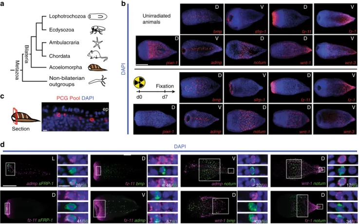 Fig. 1 PCGs are expressed in a common differentiated cell type. a A phylogenetic tree representing the relative position of acoels within the Metazoa.