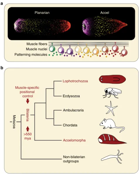 Fig. 6 Model for evolution of muscle-speci ﬁ c positional control. a Both planarians and Hofstenia demonstrate muscle-speci ﬁ c expression of positional control genes, despite divergence of over 550 million years