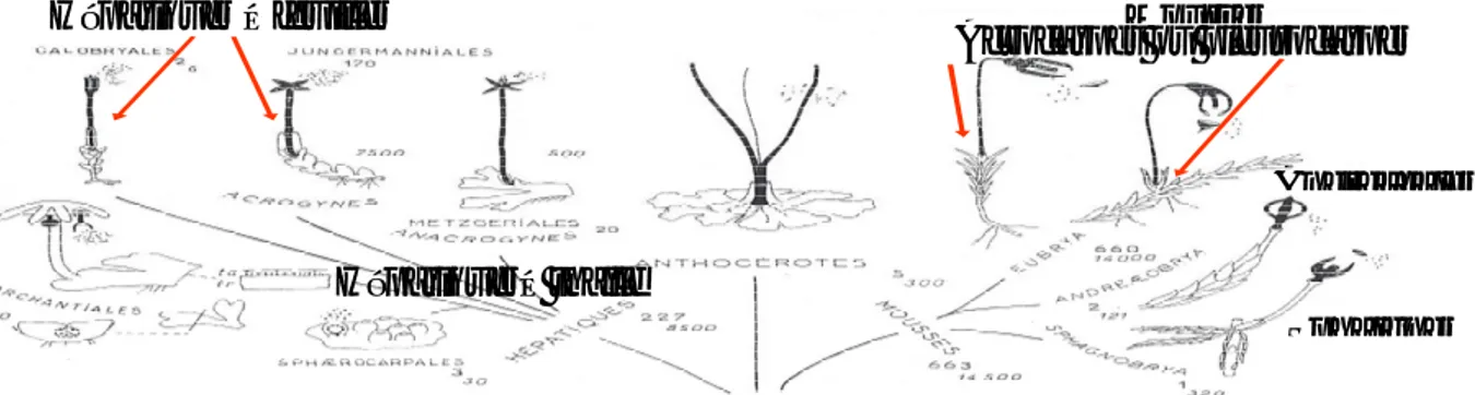 Figure 11 : Les grands groupes des bryophytes, Le sporophyte  gras(d’aprèsAugier1966).