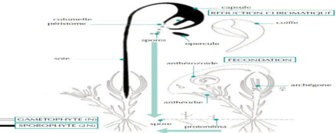 Figure 13: Cycle de reproduction d’une mousse 