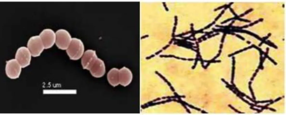 Figure 01 : photo des deux bactéries du  yaourt  Streptococcus thermophilus et Lactobacillus  bulgaricus (Marty-Teysset etal., 2000)