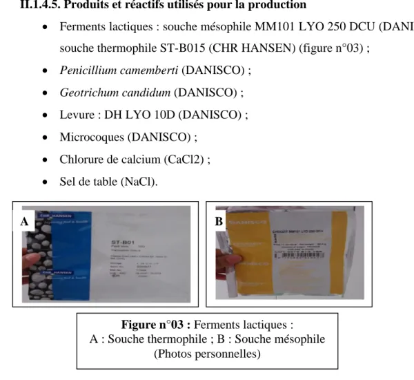 Figure n°03 : Ferments lactiques :  A : Souche thermophile ; B : Souche mésophile 