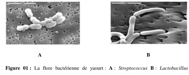 Figure  01 :  La  flore  bactérienne  de  yaourt :  A :  Streptococcus  B :  Lactobacillus  (ANTOINE, 2011) 