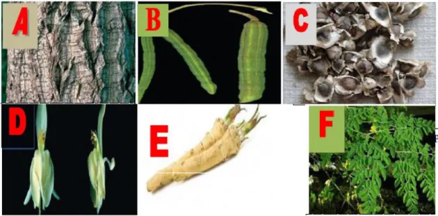 Figure 02 : Tronc (A) (Roloff et al., 2009), fruit (B) (Parrotta, 2009), graine (C) (Delph et  al., 2011), fleur(D) (Parrotta, 2009), racine(E) (Parrotta, 2009) et feuille (F) (Price, 2007)  