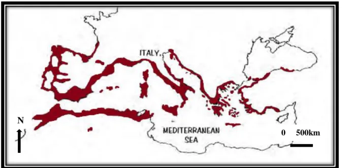 Figure 2 : Carte de répartition approximative d’Arbutus unedo L. dans la région  méditerranéenne