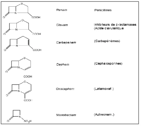 Figure 11 : Diversité des antibiotiques de type  β-lactames : principaux cycles et antibiotiques  représentatifs [62] 