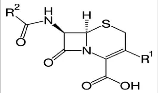 Figure 13 : La structure chimique du noyau de base des céphalosporines [65]. 