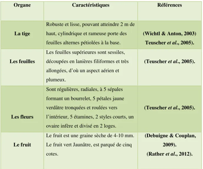 Tableau 01: Principales caractéristiques des différentes parties du  Foeniculum vulgare.