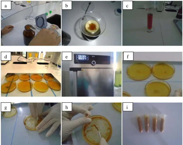 Figure III-1-2 : Méthode d’extraction de la propolis. 