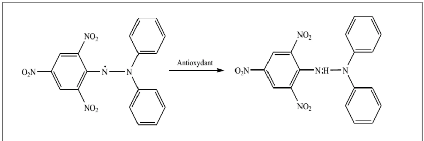 Figure III-1-5: Réduction du radical DPPH [57]. 