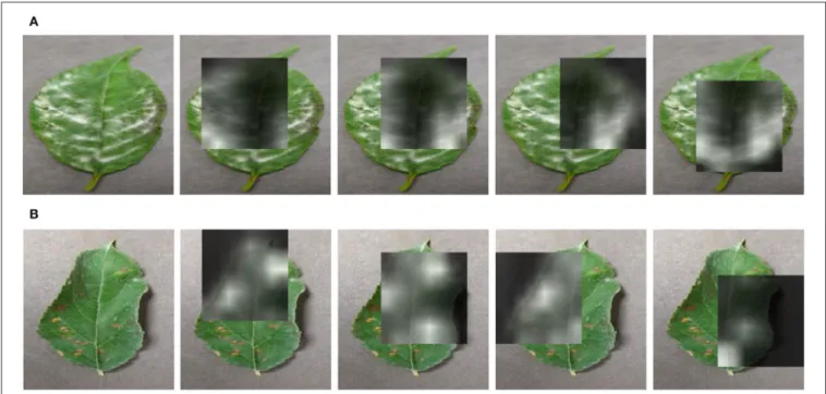 FIGURE 1 | The learned attention maps by our proposed approach on two diseases that have contaminated leaves