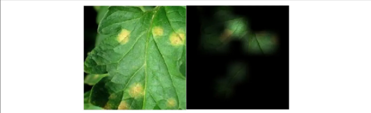 FIGURE 4 | Visualization of attention maps learned using our attention-based RNN on a leaf infected by the Leaf mold disease (to be compared with Figure 3)