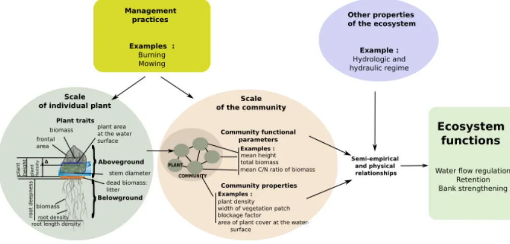 Figure 1: Conceptual representation of the link between plant traits, plant community func- func-tional parameters and plant community properties, and ecosystem functions