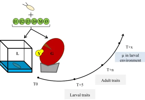 Fig. 1   summary of the experimental design and the measured traits. T0: association of Drosophila eggs  with bacteria (β1, β2, β3, β4), bacterial mixture (M), or nothing (Ø), in the two environments: laboratory  medium (L) or grape berry (G) inoculated wi