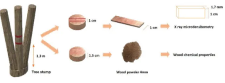 Figure 2: Diagram of the sampling protocol for the characterization of E. robusta wood properties.